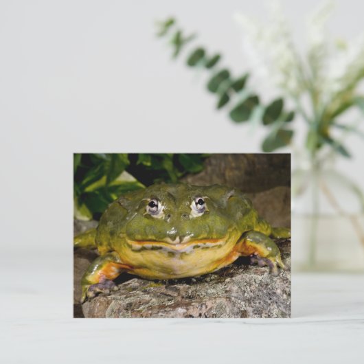 Afrikaanse Burrowing Brulkikvors, Pyxicephalus Briefkaart (Staand voorkant)