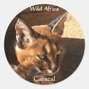 AFRIKAANSE CARACAL WildCat Wildlife Stickers