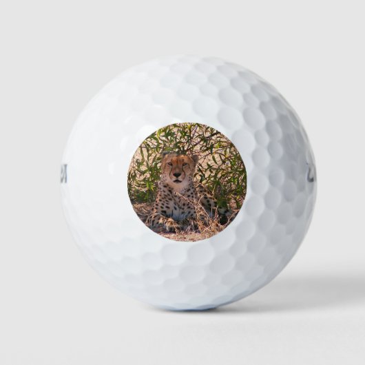 Afrikaanse cheeta in rust golfballen (Voorkant)