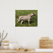 Afrikaanse Cheetah die op gras loopt Poster (Keuken)
