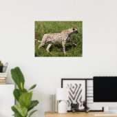 Afrikaanse Cheetah die op gras loopt Poster (Thuiskantoor)