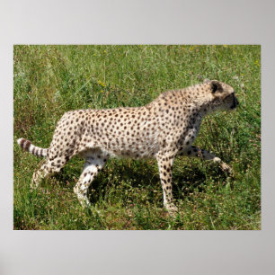 Afrikaanse Cheetah die op gras loopt Poster
