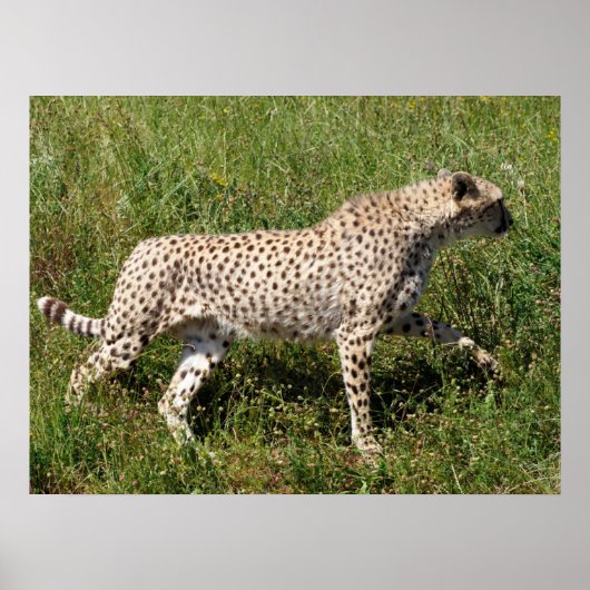 Afrikaanse Cheetah die op gras loopt Poster (Voorkant)