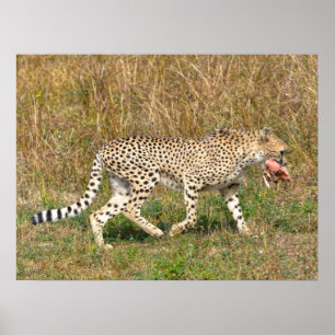 Afrikaanse Cheetah die op gras loopt Poster
