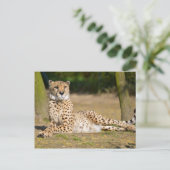 Afrikaanse Cheetah op de grond Briefkaart (Staand voorkant)