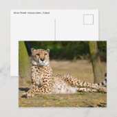 Afrikaanse Cheetah op de grond Briefkaart (Voorkant / Achterkant)