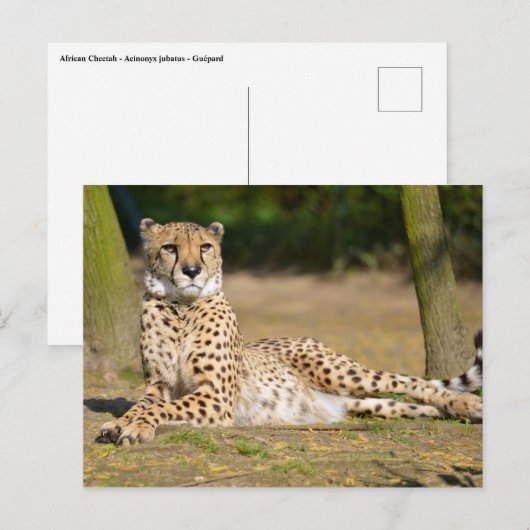 Afrikaanse Cheetah op de grond Briefkaart (Voorkant / Achterkant)