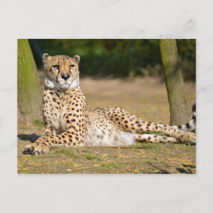 Afrikaanse Cheetah op de grond Briefkaart