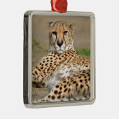 Afrikaanse Cheetah op de grond Metalen Ornament (Rechts)