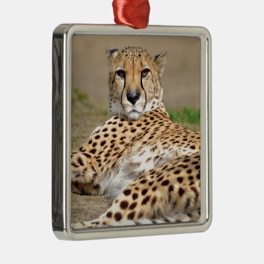 Afrikaanse Cheetah op de grond Metalen Ornament (Rechts)