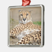 Afrikaanse Cheetah op de grond Metalen Ornament (Links)
