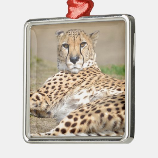 Afrikaanse Cheetah op de grond Metalen Ornament (Links)