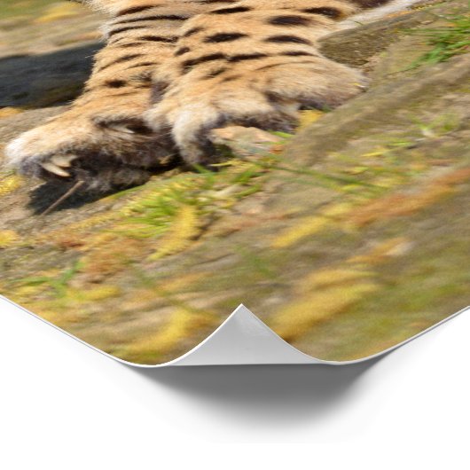 Afrikaanse Cheetah op de grond Poster (Hoek)