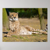 Afrikaanse Cheetah op de grond Poster (Voorkant)