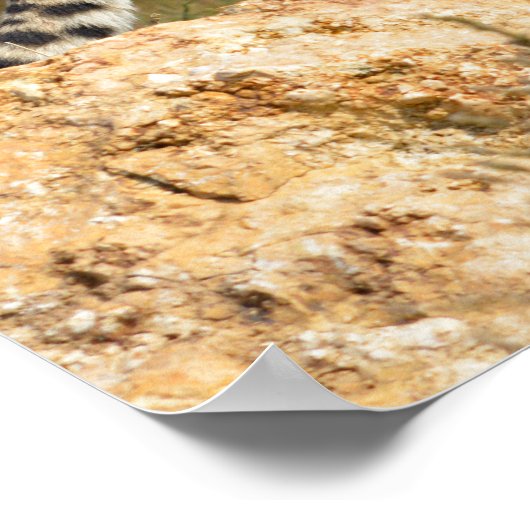 Afrikaanse Cheetah op rots Poster (Hoek)