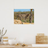Afrikaanse Cheetah op rots Poster (Keuken)