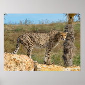 Afrikaanse Cheetah op rots Poster (Voorkant)