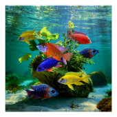 Afrikaanse Cichliden Pauw Cichlid Aquarium Art Perfect Poster (Voorkant)