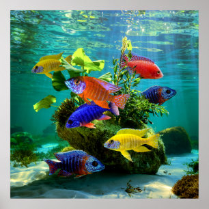Afrikaanse Cichliden Pauw Cichlid Aquarium Art Poster