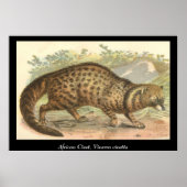 Afrikaanse civet poster (Voorkant)