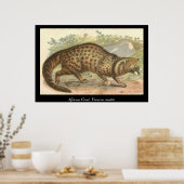 Afrikaanse civet poster (Keuken)