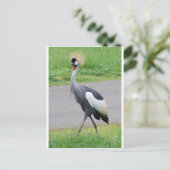 Afrikaanse Crested Crane Briefkaart (Staand voorkant)