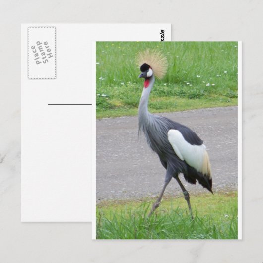 Afrikaanse Crested Crane Briefkaart (Voorkant / Achterkant)