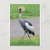 Afrikaanse Crested Crane Briefkaart (Voorkant)