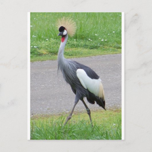 Afrikaanse Crested Crane Briefkaart (Voorkant)