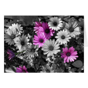 Afrikaanse Daisies Black and White Flower Card