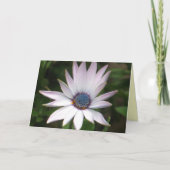 Afrikaanse Daisy Card Kaart (Voorkant)