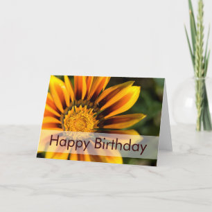 Afrikaanse Daisy • De Kaart van de verjaardag