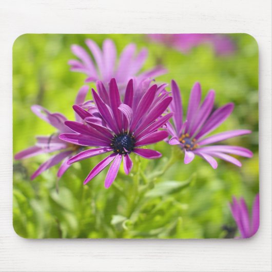 Afrikaanse Daisy Flower Mousepad Muismat (Voorkant)