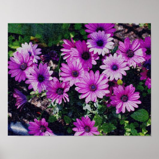 Afrikaanse Daisy Flowers,  gekraakt Poster (Voorkant)