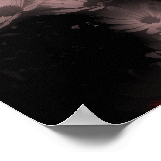 Afrikaanse Daisy Flowers met hoog contrast getint Poster (Hoek)