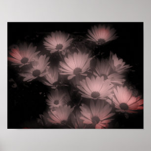 Afrikaanse Daisy Flowers met hoog contrast getint Poster