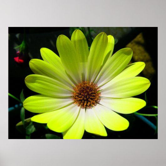 Afrikaanse Daisy Fluorescent Yellow Print (Voorkant)