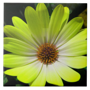 Afrikaanse Daisy Fluorescent Yellow Tile Tegeltje