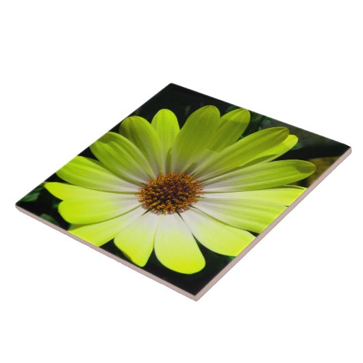 Afrikaanse Daisy Fluorescent Yellow Tile Tegeltje (Zijkant)