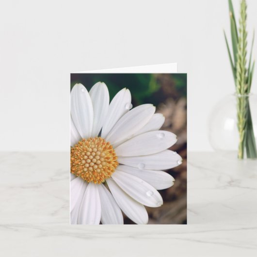 Afrikaanse Daisy Notecard Kaart (Voorkant)