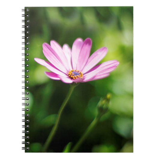 Afrikaanse daisy notitieboek (Voorkant)
