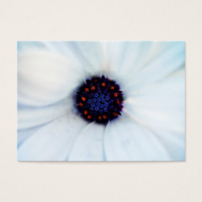 Afrikaanse daisy visitekaartjes (Voorkant)