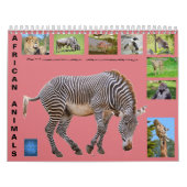 Afrikaanse dieren 12-maandenkalender kalender (Hoes)