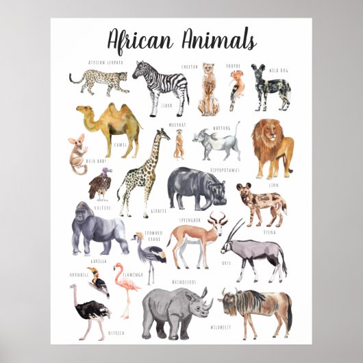 Afrikaanse Dieren | Onderwijs Leren Klaslokaal Poster (Voorkant)