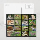 Afrikaanse diermozaïek briefkaart (Voorkant / Achterkant)