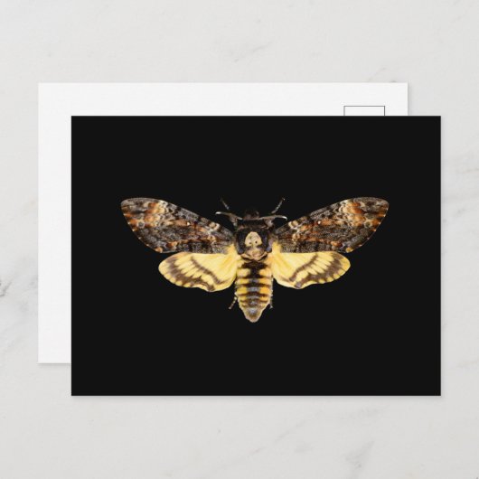 afrikaanse doodskop hawth kmoth butterfly insect  briefkaart (Voorkant / Achterkant)