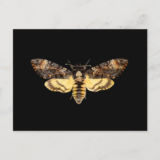 afrikaanse doodskop hawth kmoth butterfly insect  briefkaart (Voorkant)