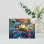 Afrikaanse dwergkikker briefkaart (Staand voorkant)