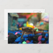 Afrikaanse dwergkikker briefkaart (Voorkant / Achterkant)