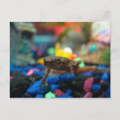 Afrikaanse dwergkikker briefkaart (Voorkant)